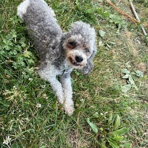 Meet your Posher, Ruby